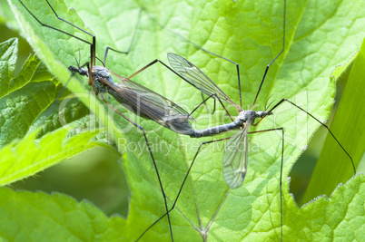 Kohl mosquitoes - Tipula-oleracea