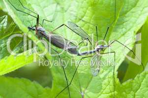 Kohl mosquitoes - Tipula-oleracea