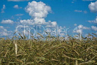 Harvest of wheat