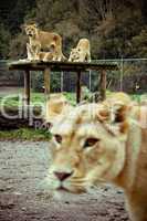 Lions in Zoo