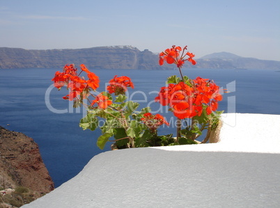 Blumen auf Santorin