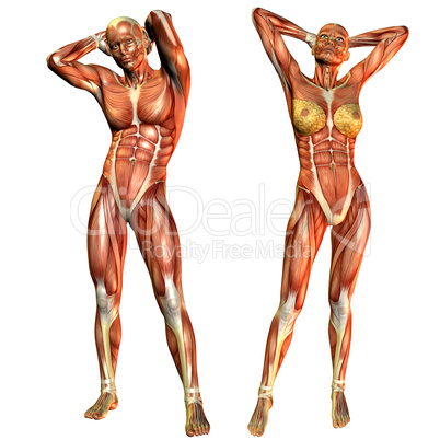 Muskelaufbau Frau und Mann von Vorne