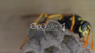 Yellow Jacket Wasp tends to eggs in nest