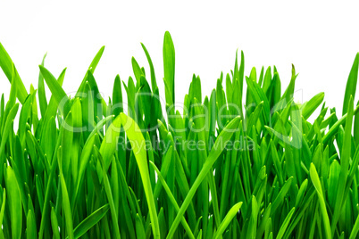 green grass