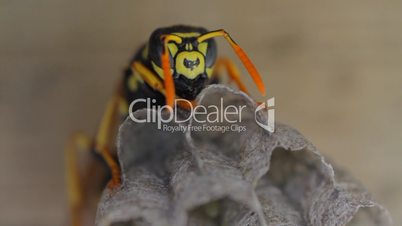 Yellow Jacket Wasp tends to eggs in nest