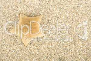 Starfish on sand