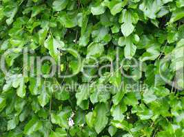 Mulberry leaves  tree