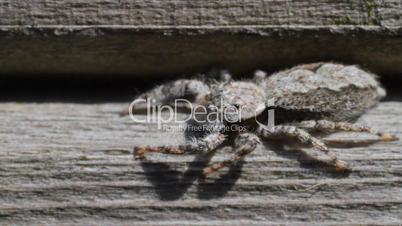 Jumping Spider spins left to right