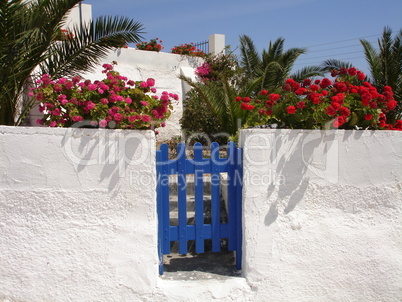 Blumen an einem Gartentor auf Santorin