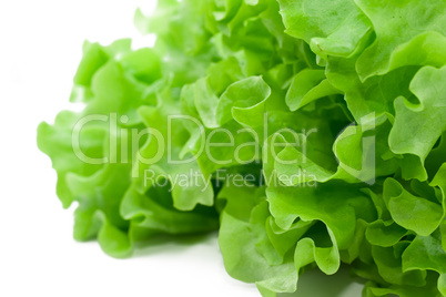 Lettuce