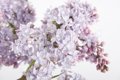 Branch of lilac