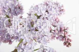 Branch of lilac