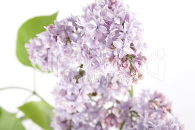 Branch of lilac