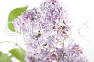 Branch of lilac