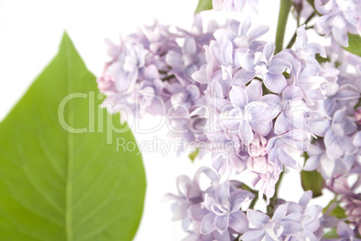 Lilac