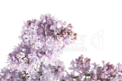 Branch of lilac