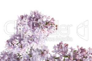 Branch of lilac