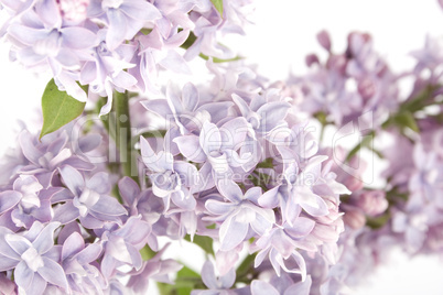 Branch of lilac