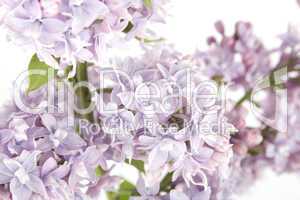 Branch of lilac