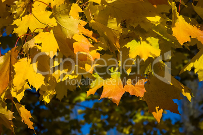 Maple leaves in golden fall