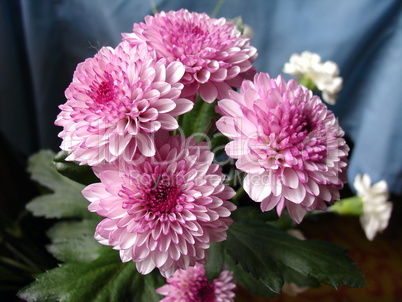 Pink chrysanthemums