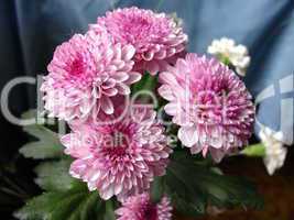 Pink chrysanthemums