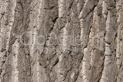 Bark of old oak tree