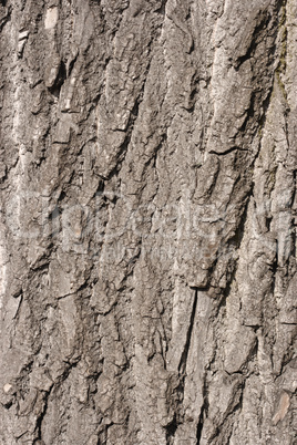 Bark of old oak tree