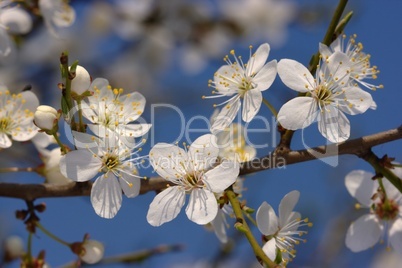 Cherry in bloom over a blue sky