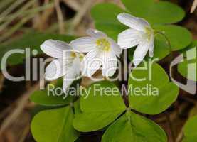 Woodsorrel with flowers