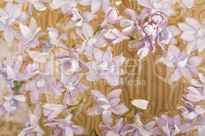 Violet flowers on the water