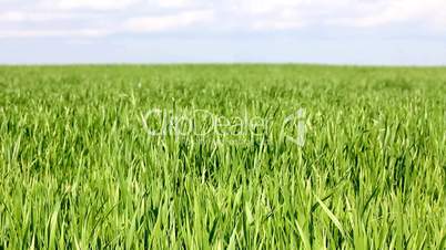 green field with wheat under blue sky