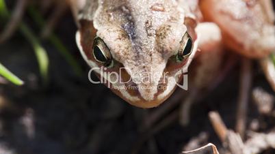 Grass frog - Rana temporaria - animated