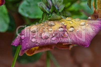Wet Violet Flowers