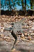 Monitor Lizard in the Whitsundays
