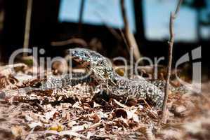Monitor Lizard in the Whitsundays