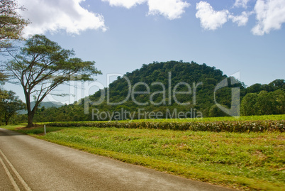 Daintree National Park, Australia