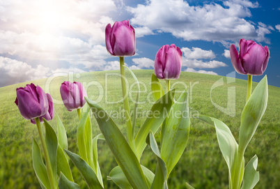 Purple Tulips Over Grass Field and Sky