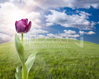 Purple Tulip Over Grass Field and Sky