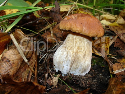 Autumn white mushroom
