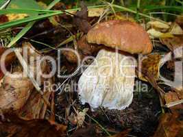 Autumn white mushroom