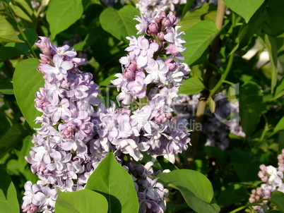 Blue lilac