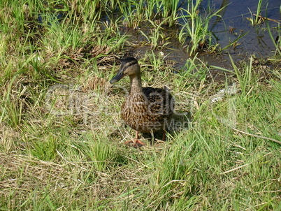 Duck on the grass