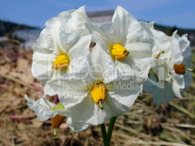 Potato flowers