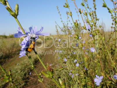 Bug on the flower