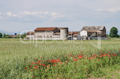 Growing wheat in a barn