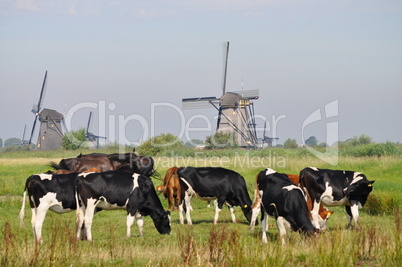 Cows grazing near a mill