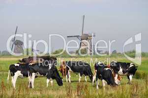 Cows grazing near a mill
