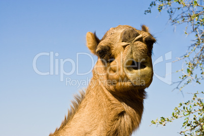 Kamel, camel