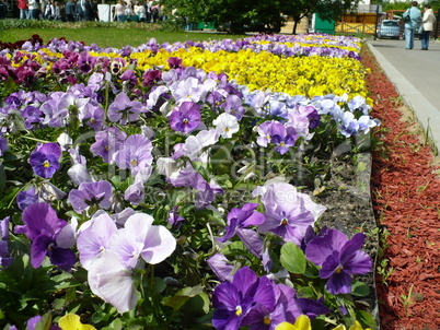 Lawn witn varicoloured flowers
